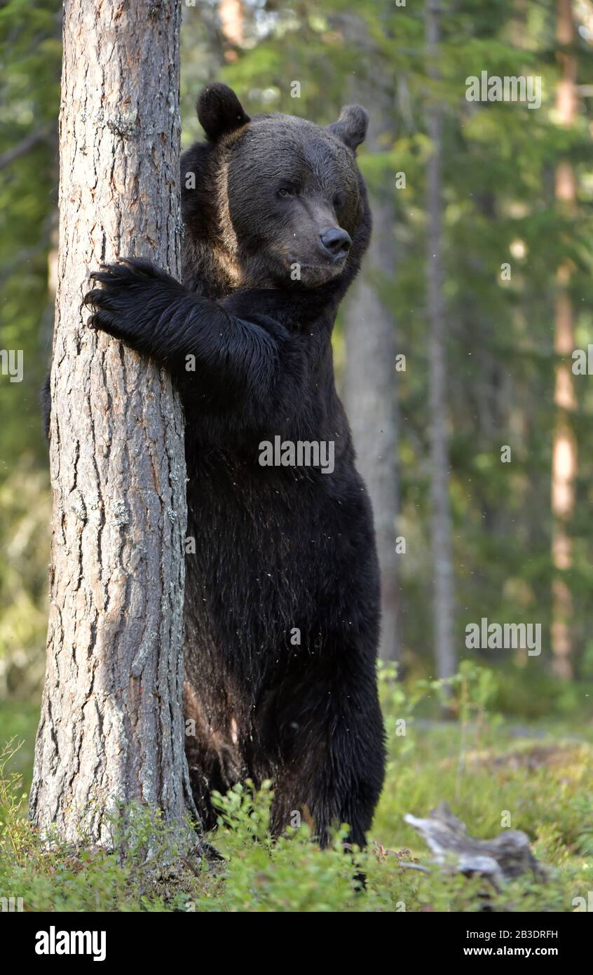 L'ours brun se tient sur ses pattes arrière par un arbre dans une forêt de pins d'été. Nom Scientifique: Ursus Arctos . Fond naturel vert. Habitat naturel. Banque D'Images