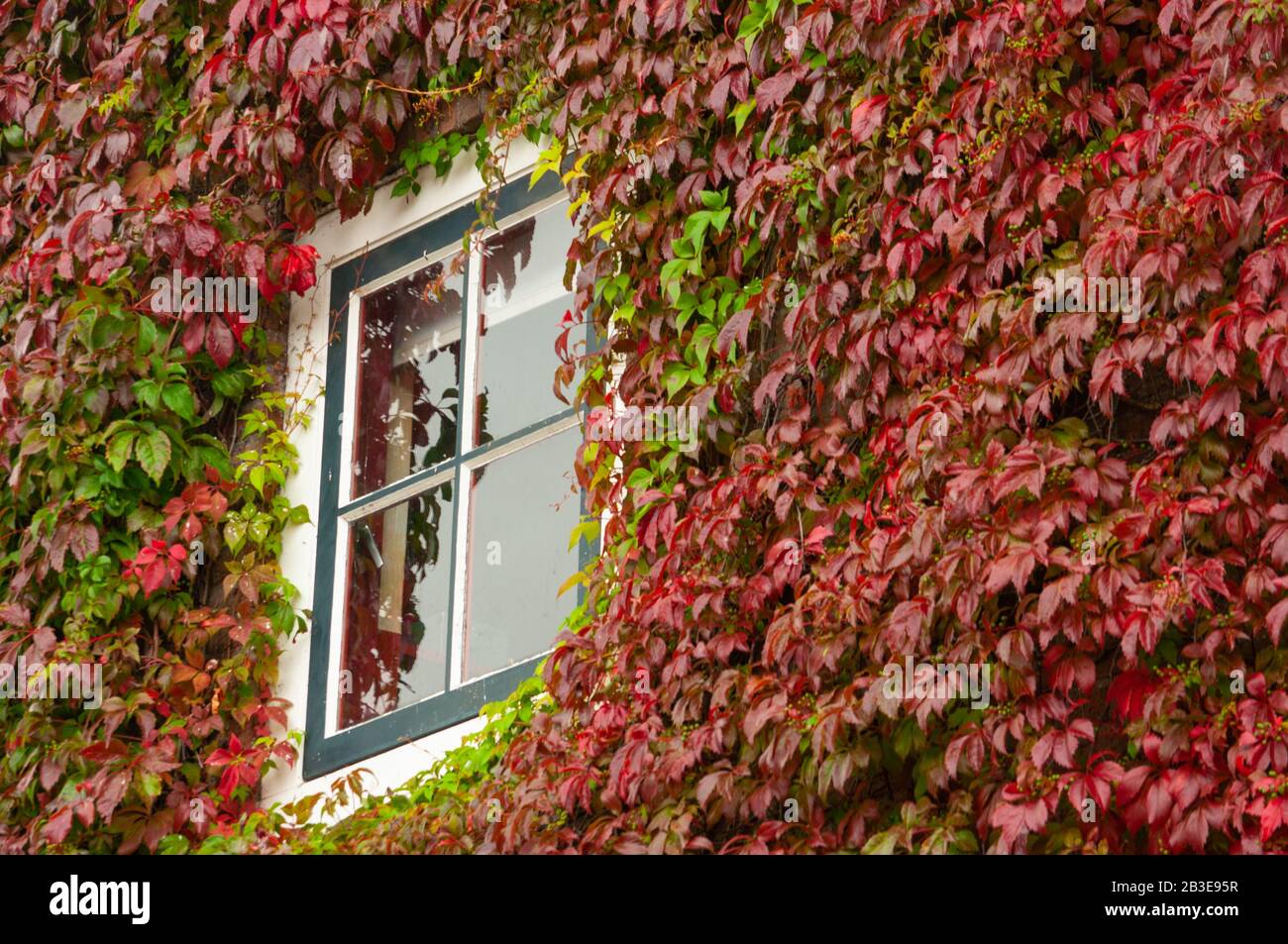 Blanc cottage mur wirh fenêtre avec rouge ivy Banque D'Images