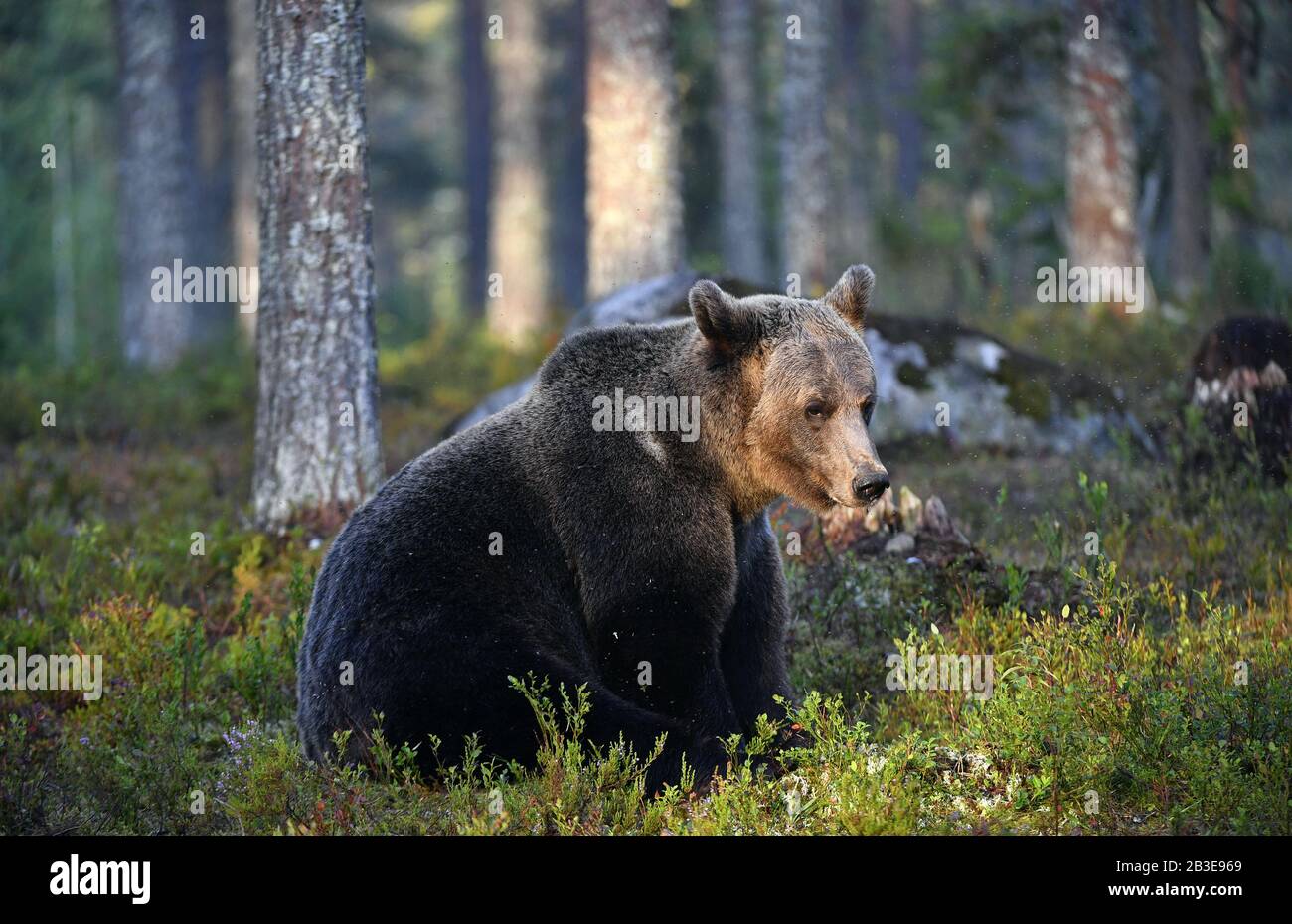Ours brun dans la forêt de l'été. Forêt vert naturel. Nom scientifique : Ursus arctos. L'habitat naturel. La saison d'été. Banque D'Images