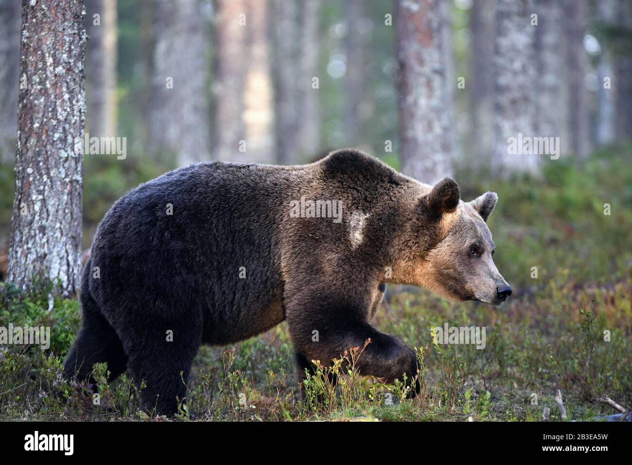 Ours brun dans la forêt de l'été. Forêt vert naturel. Nom scientifique : Ursus arctos. L'habitat naturel. La saison d'été. Banque D'Images