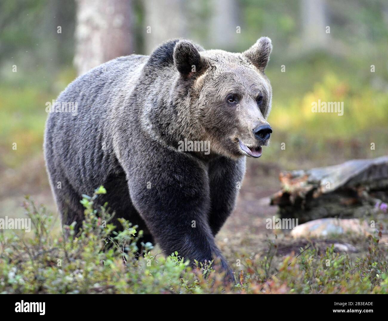 Ours brun dans la forêt d'été. Nom scientifique: Ursus arctos. Habitat naturel. Saison estivale. Banque D'Images