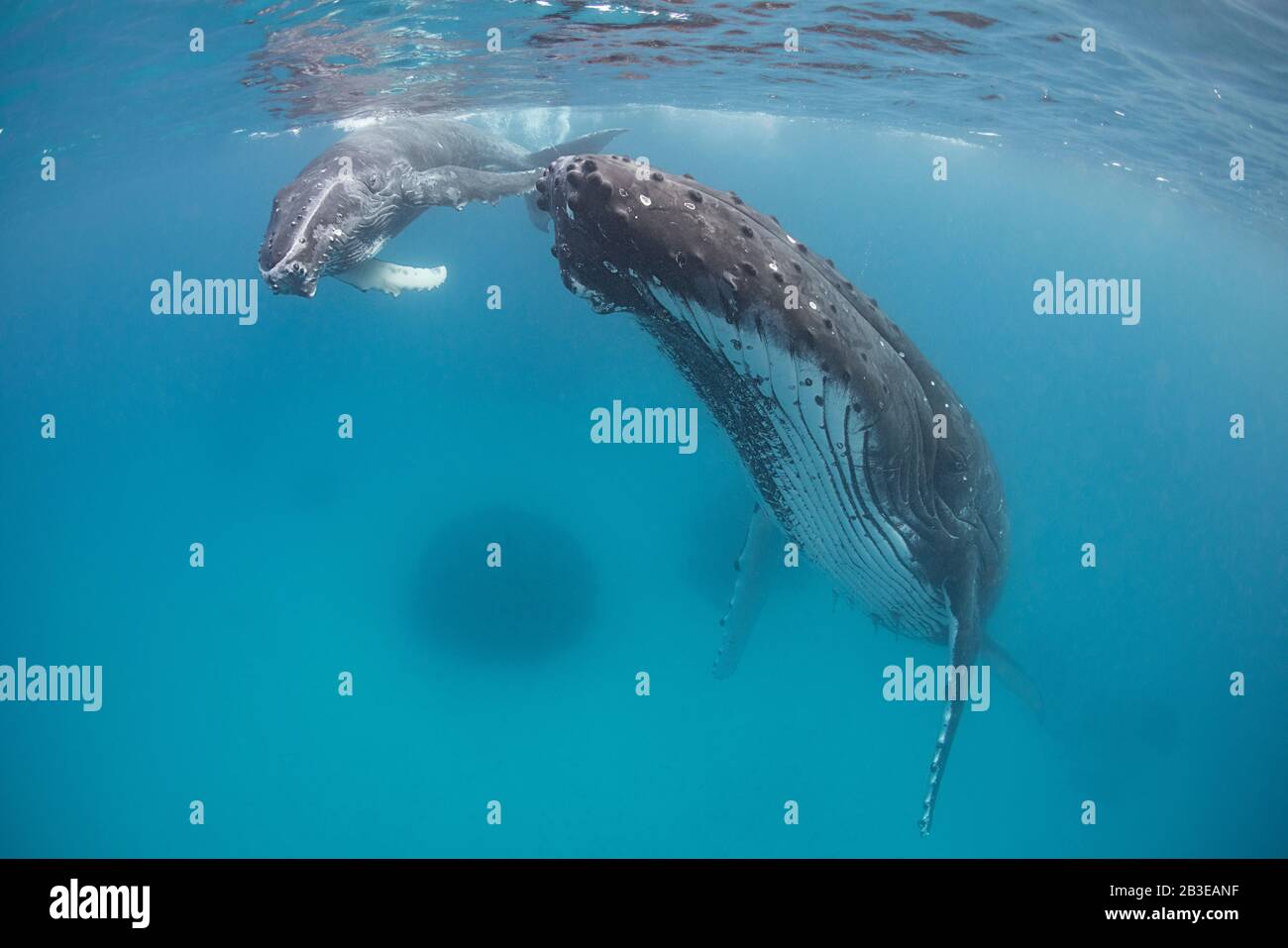 Mère et veau de baleine à bosse, Megaptera novaeangliae, près de l'île Nomuka, groupe Ha'apai, Royaume des Tonga, Pacifique Sud Banque D'Images