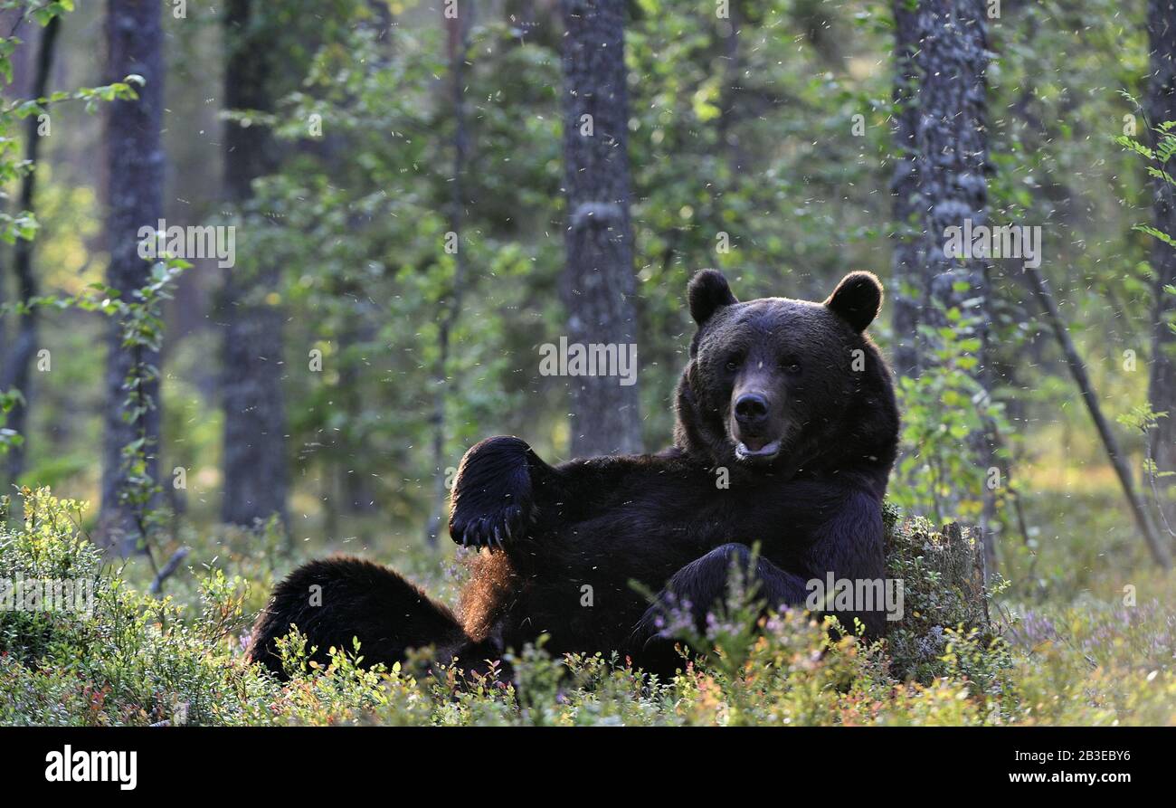 L'ours brun Sauvage Adulte se cache sur son dos avec ses pattes soulevées dans l'herbe verte dans la forêt d'été. Forêt de pins verts fond naturel, soir tw Banque D'Images