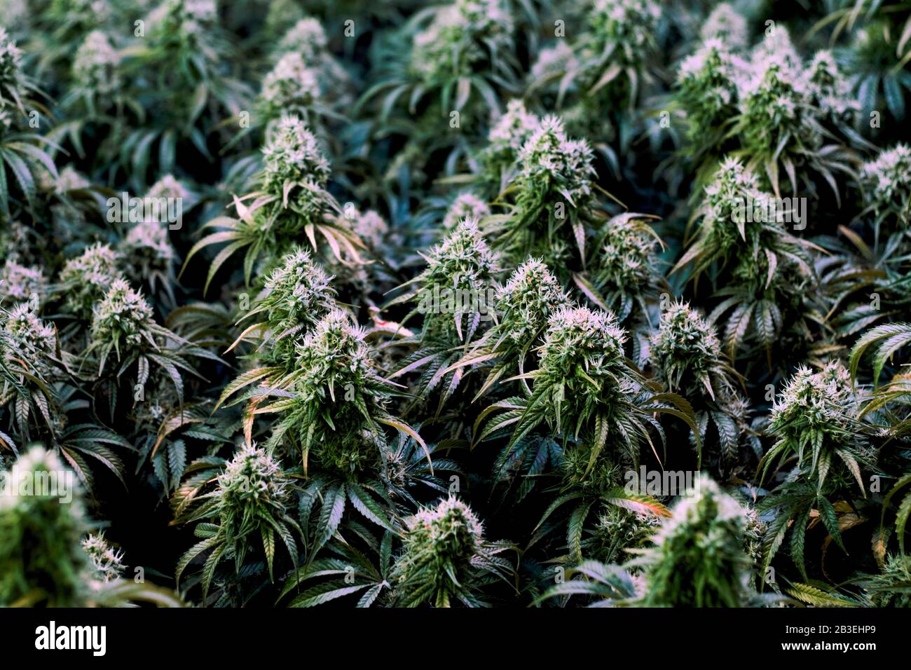 Plusieurs plantes de l'industrie du cannabis médical intérieur mûr et de loisirs avec de grandes fleurs de cola développées Banque D'Images