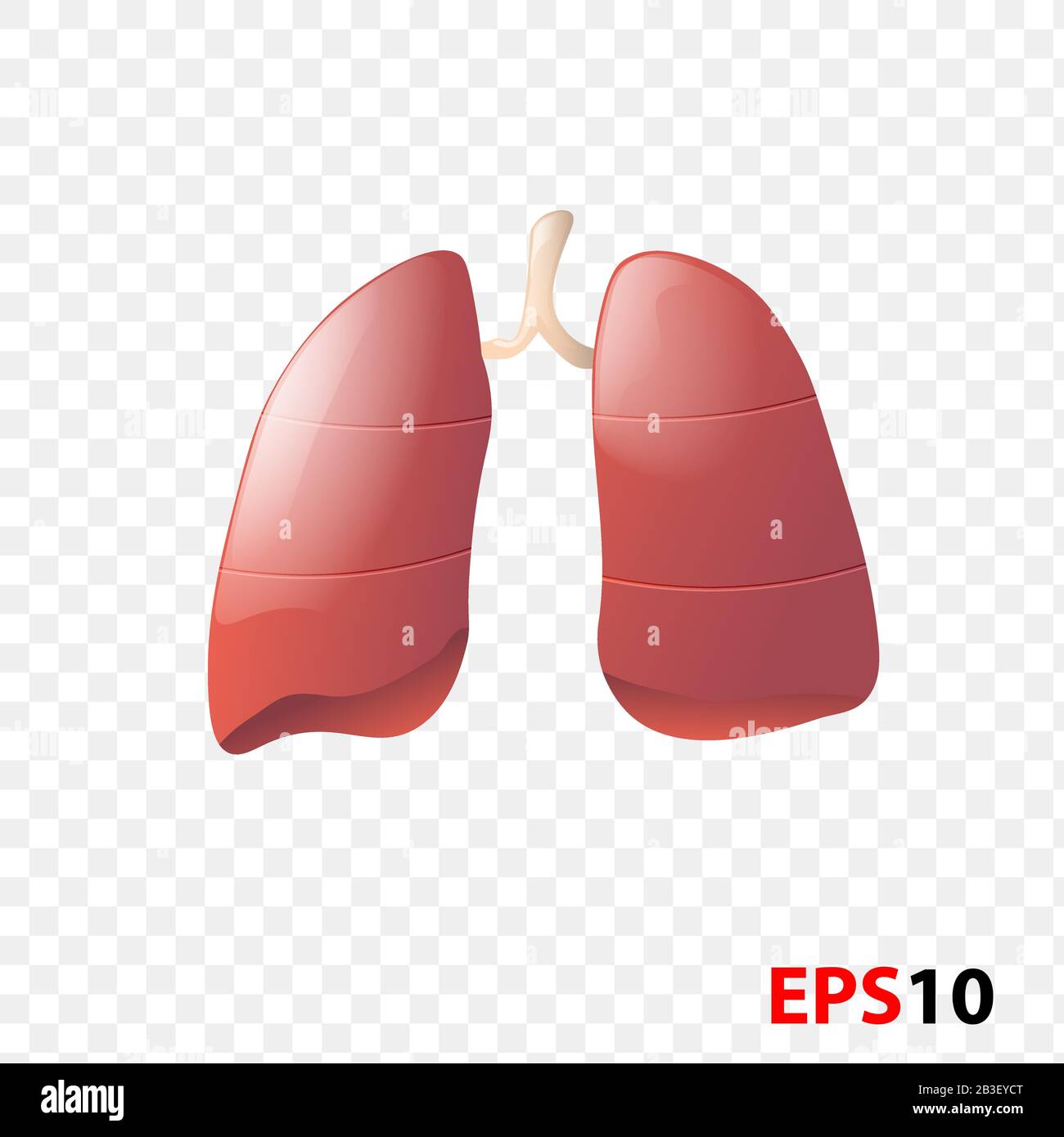 Poumons. Organe interne humain réaliste isolé Illustration de Vecteur