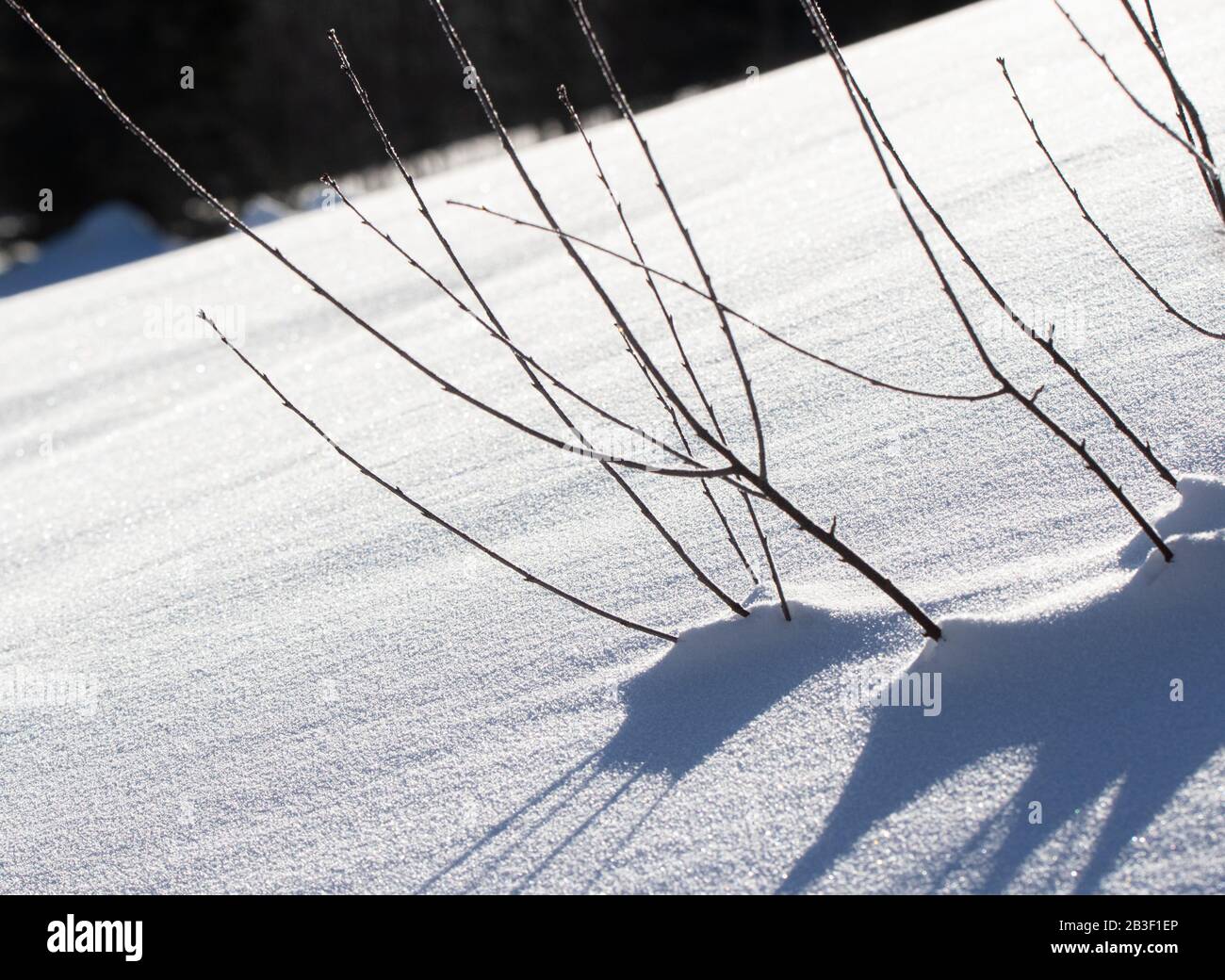 Une plante qui attend dans la neige pour que le printemps arrive Banque D'Images