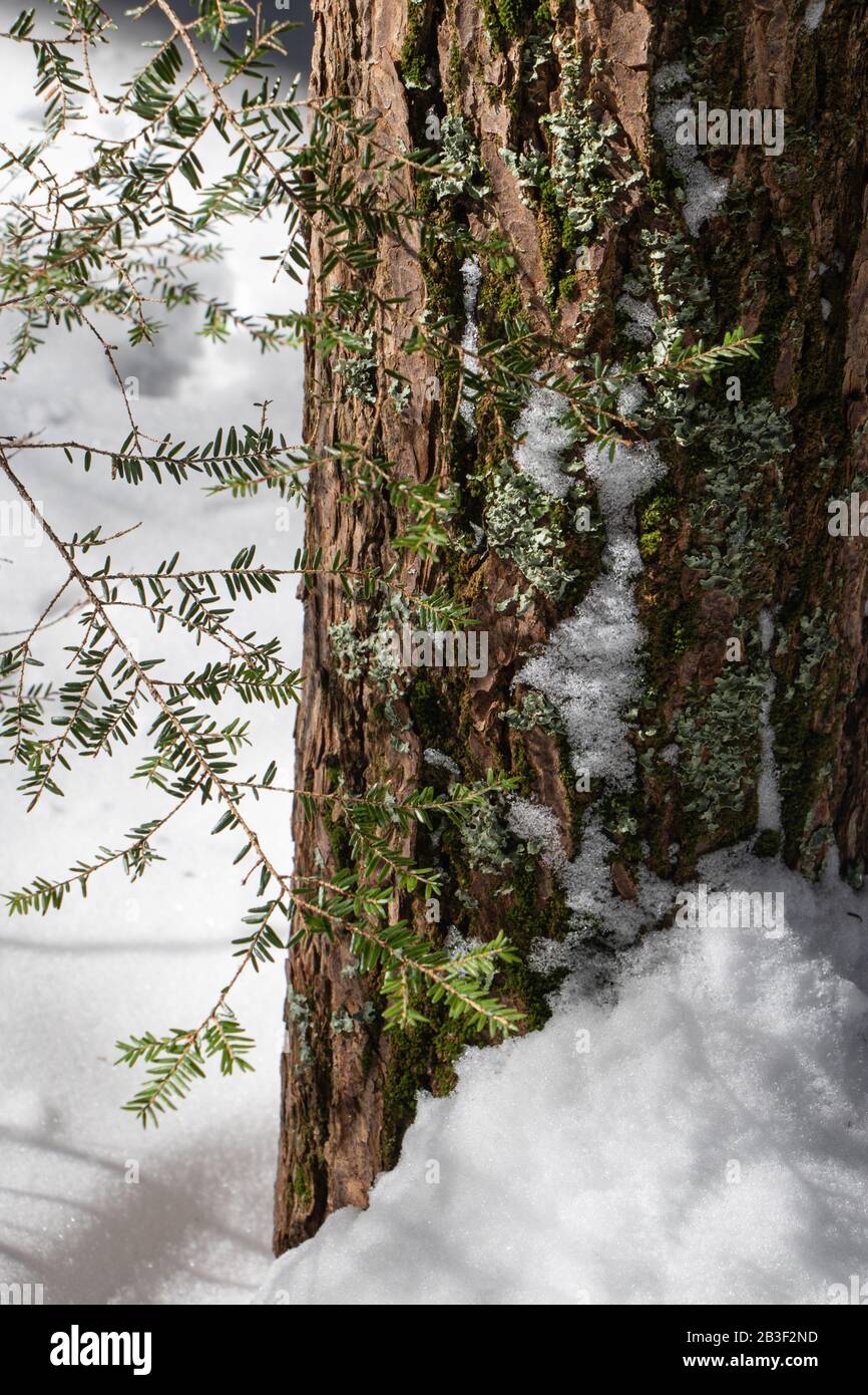 Aiguilles ververtes délicates tombant le long d'un épais tronc d'arbre rugueux avec de la neige à la base Banque D'Images