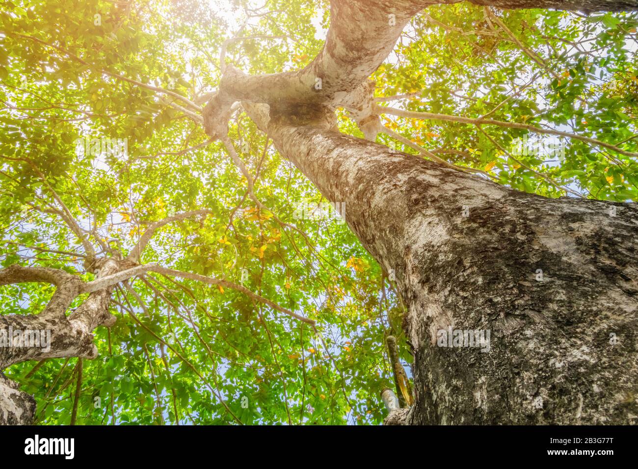 tronc d'arbre haut dans la nature et feuille belle pour l'arrière-plan Banque D'Images