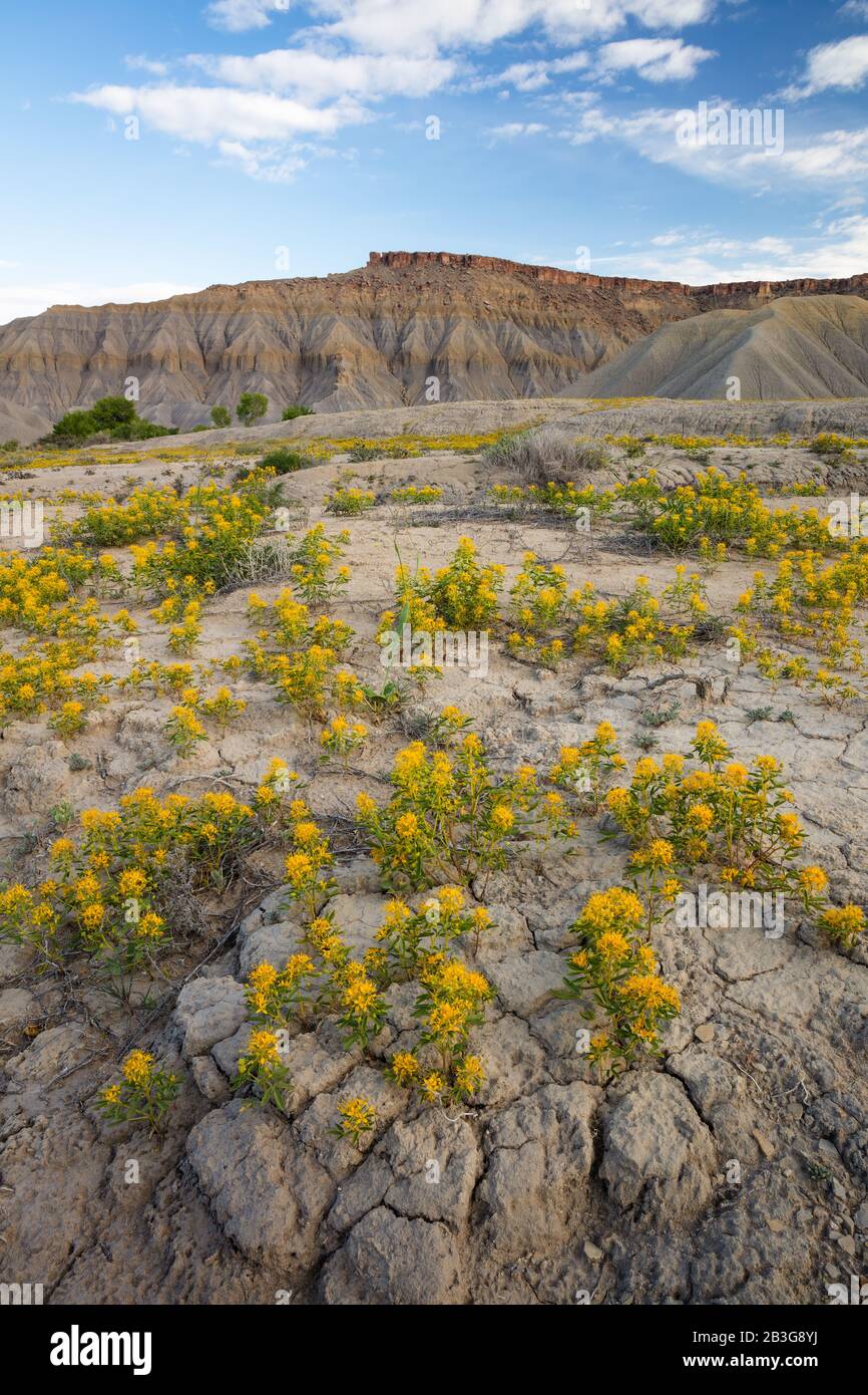 Plante jaune dans les Badlands de Caineville, Utah Banque D'Images