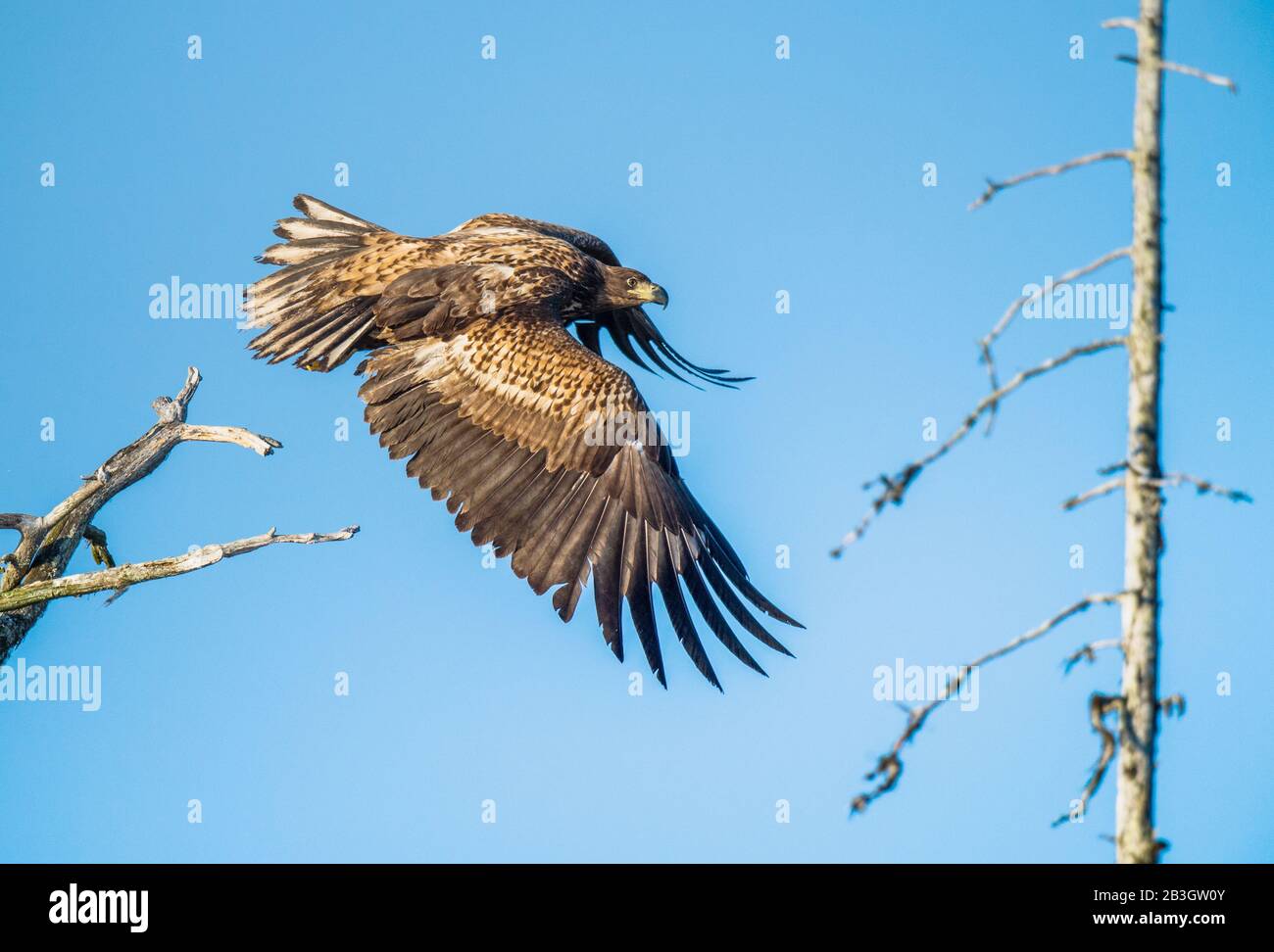 Aigle à queue blanche juvénile en vol. Vue latérale. Fond du ciel. Nom scientifique: Haliaetus albicilla, Ern, erne, aigle gris, aigle eurasien de mer an Banque D'Images
