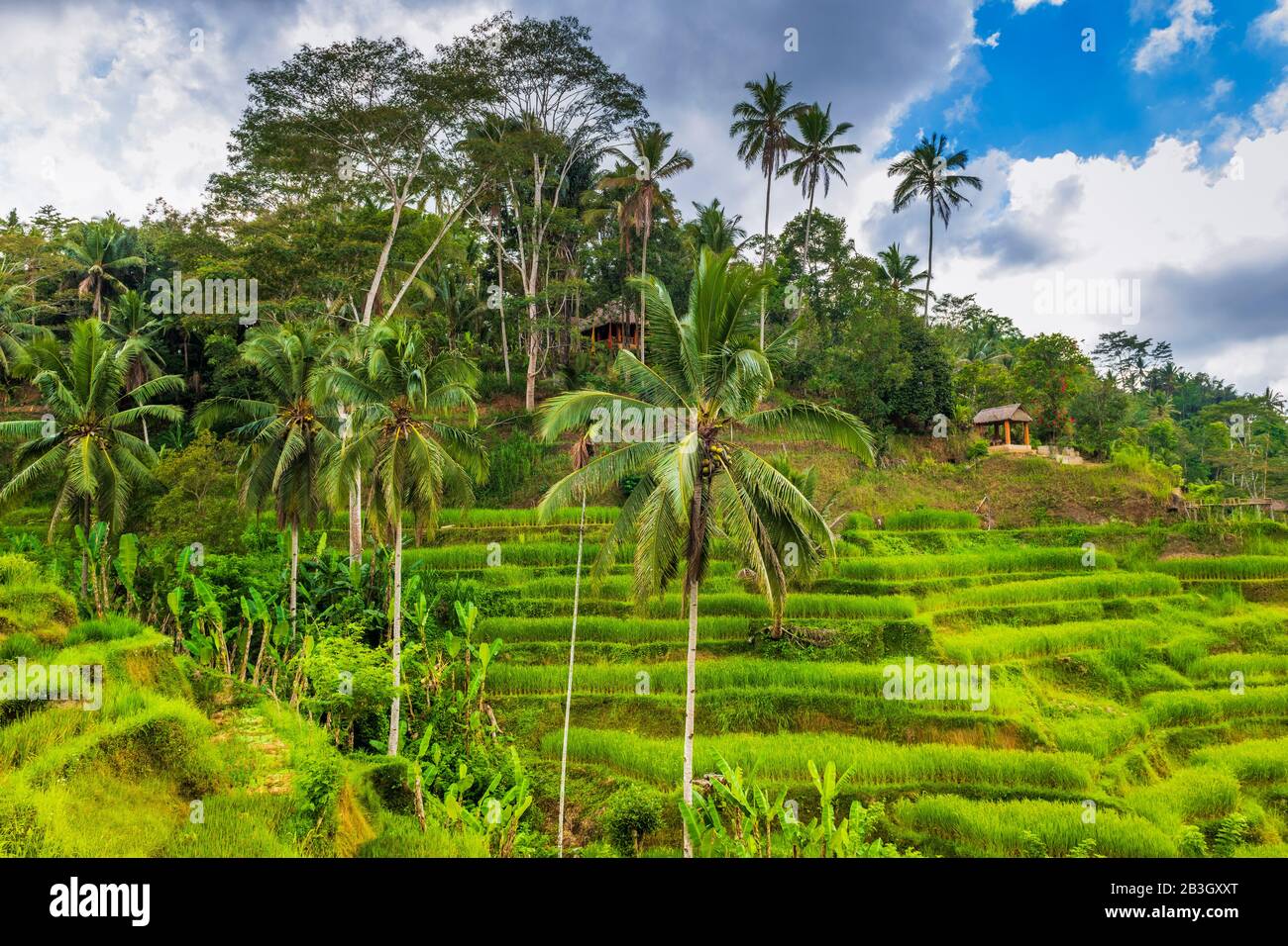 Champs De Riz À Tegallaang Rice Terrace, Bali, Indonésie Banque D'Images