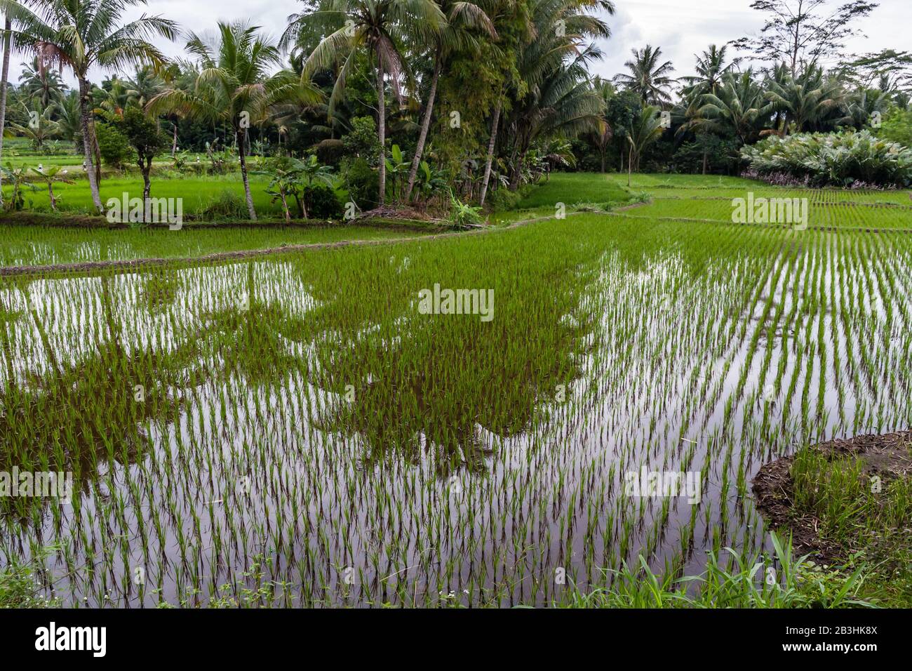 Contrôles de riz à Java centrale, Indonésie Banque D'Images