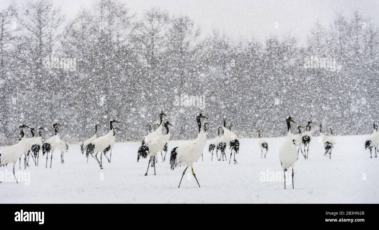 Grues Japonaises en neige. La grue à couronne rouge. Nom scientifique : Grus japonensis, également appelé la grue japonaise ou grue de Mandchourie, est un grand E Banque D'Images