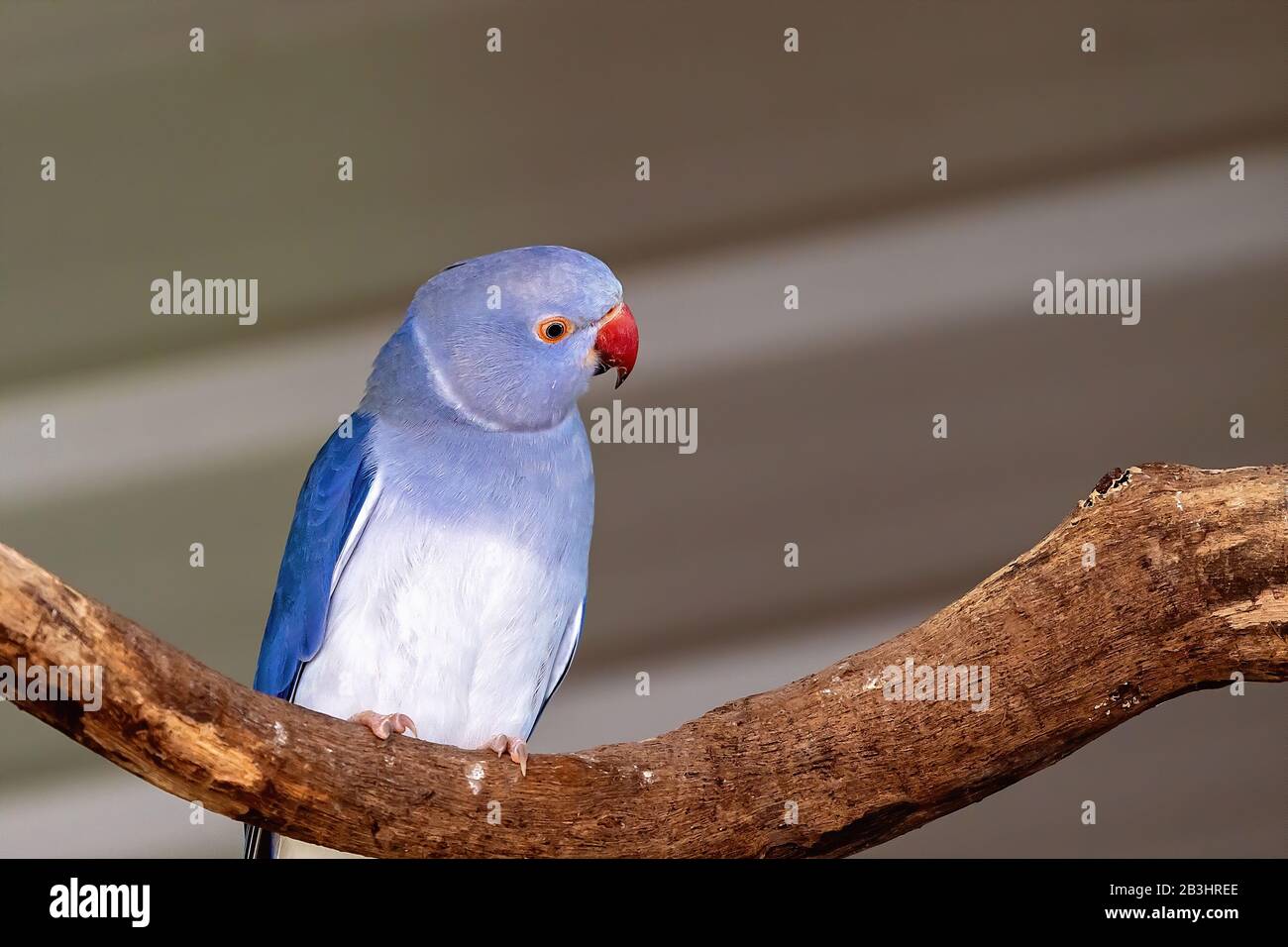 Perroquet bleu à col annulaire femelle perché tranquillement et pacifiquement sur une branche Banque D'Images