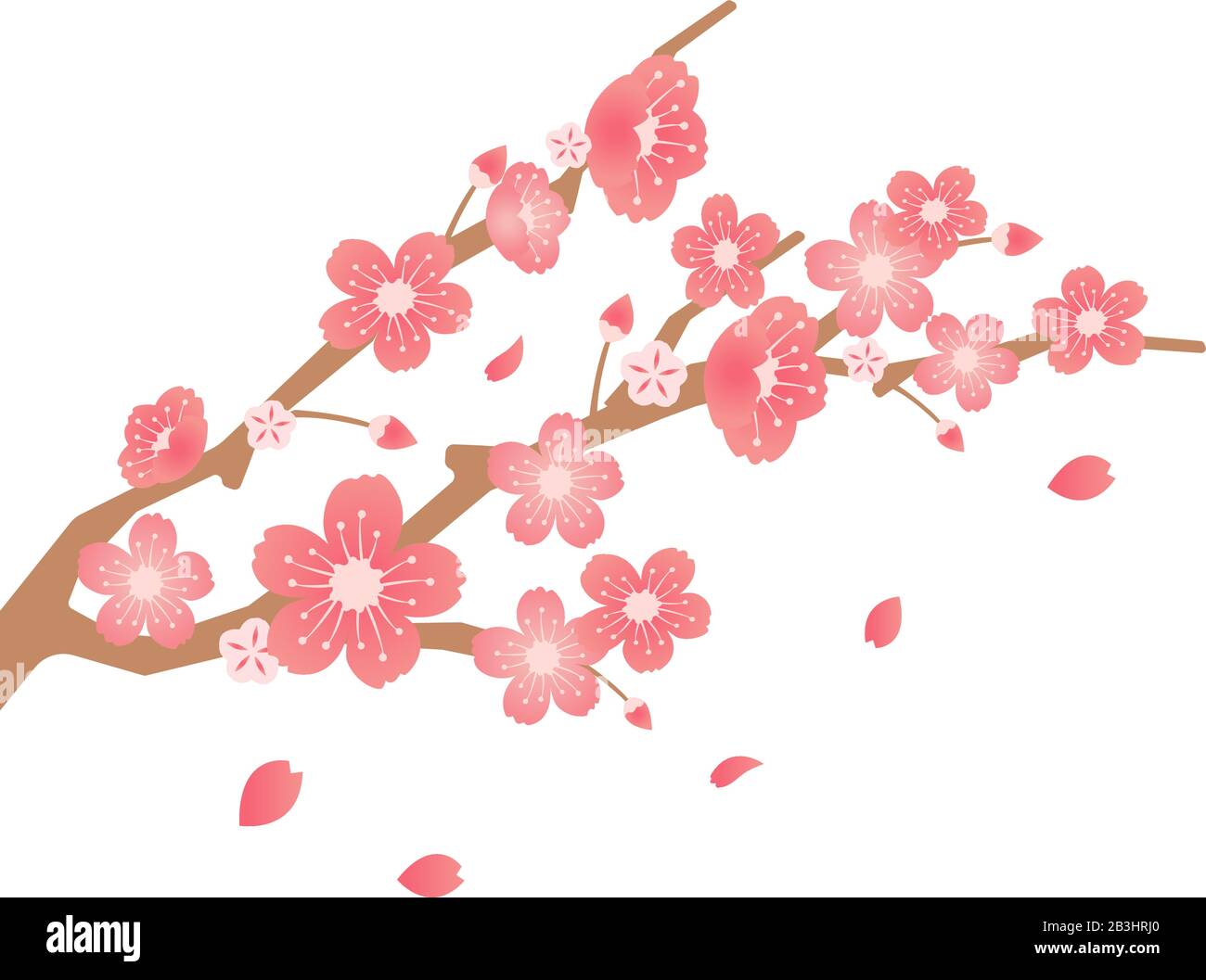 Branches de cerisiers en fleurs illustration (thème de la saison du printemps ) Illustration de Vecteur