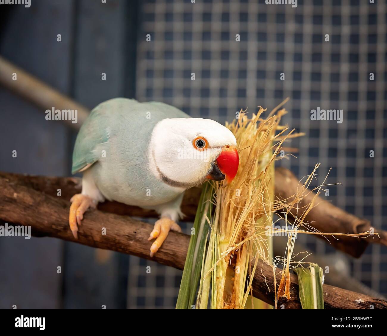 Perchaude mâle et grise perroquet à col annulaire se nourrissant sur sa perchaude Banque D'Images