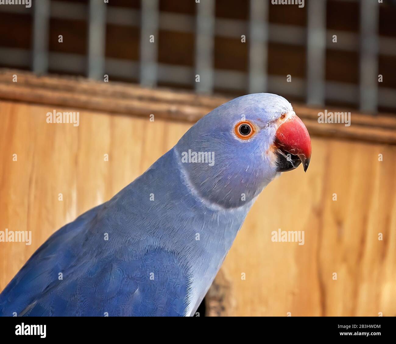 Perroquet bleu à col annulaire femelle regardant de façon inquisintuitive Banque D'Images