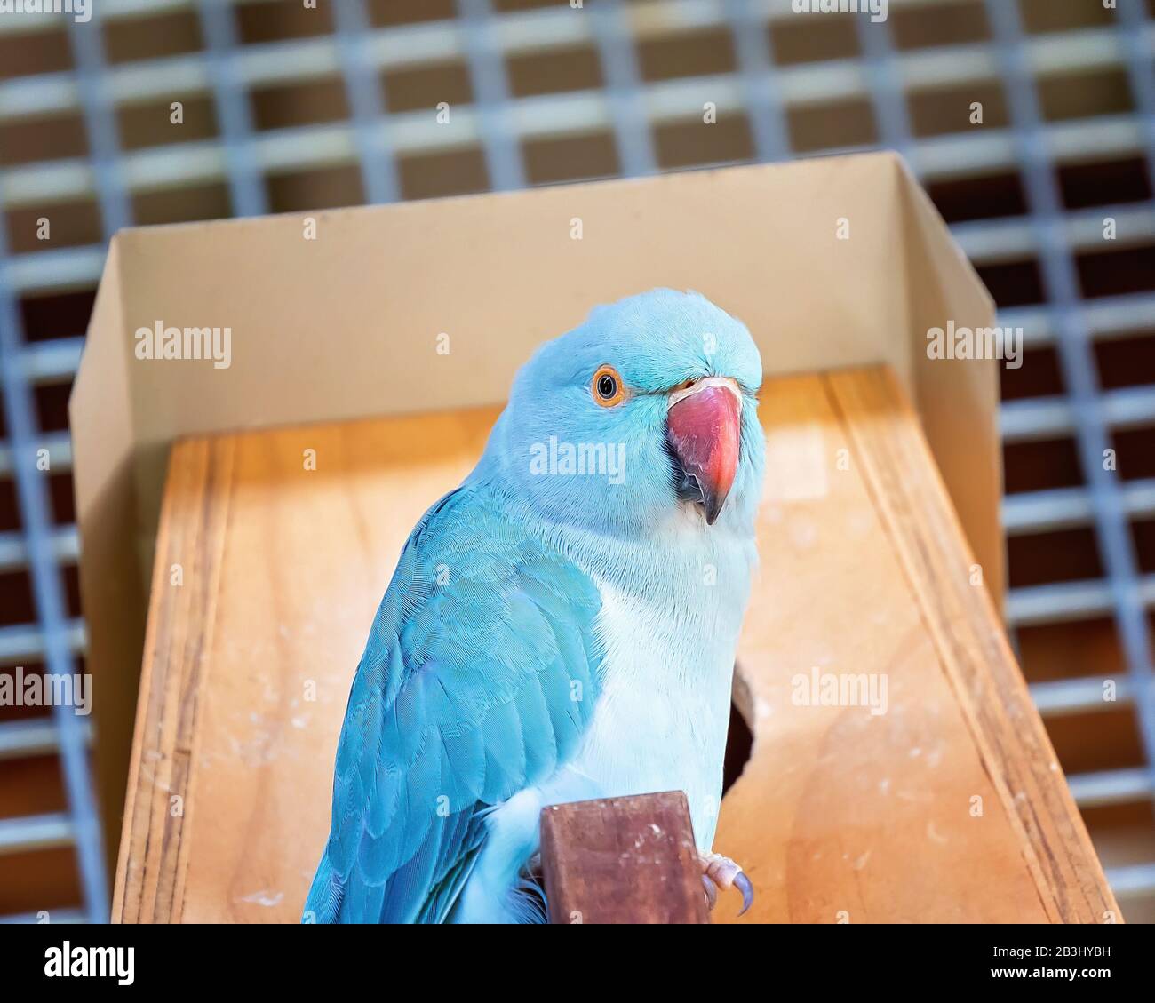 Perroquet bleu à col annulaire femelle perché tranquillement dans une cage Banque D'Images