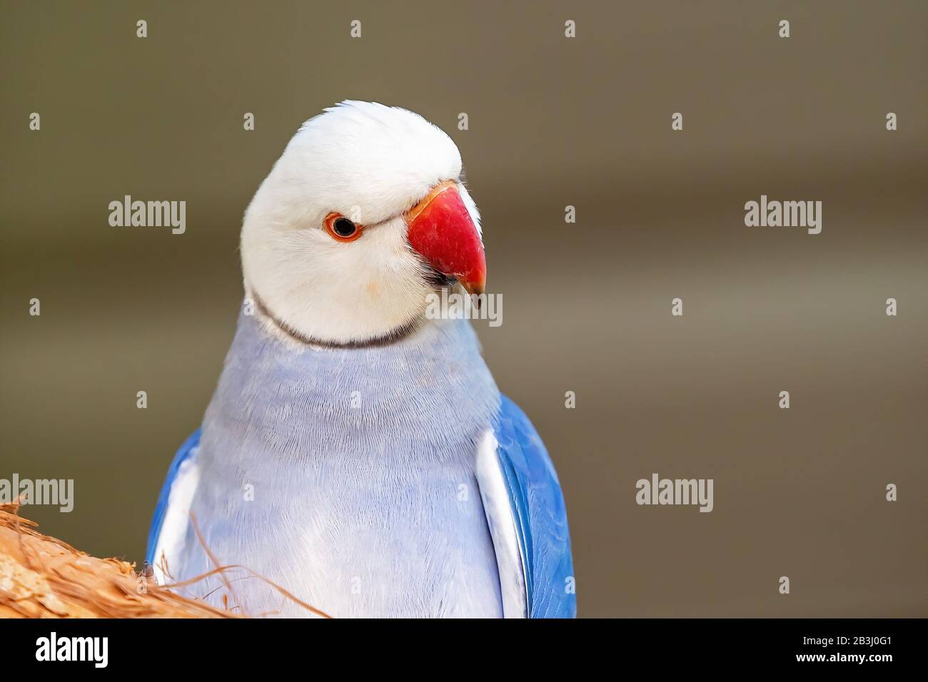 Gros plan d'un perroquet bleu à col annulaire isolé sur son arrière-plan Banque D'Images