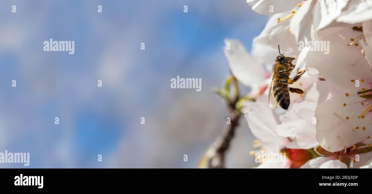 Printemps. Abeille de miel qui rassemble du pollen de fleurs d'amandiers, fond bleu ciel, bannière, espace de copie Banque D'Images