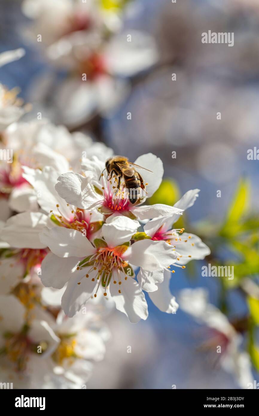 Pollinisation au printemps. Abeille de miel qui rassemble du pollen des fleurs d'amandiers, vue rapprochée Banque D'Images