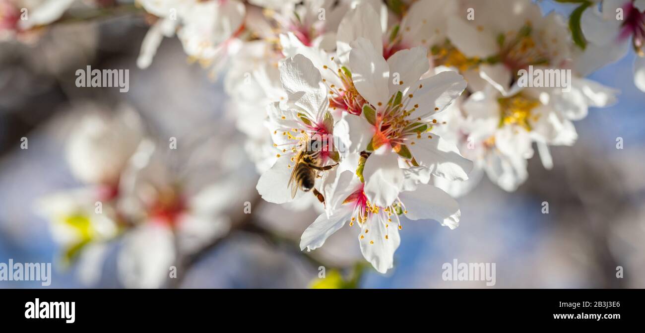 Pollinisation au printemps. Abeilles mellifères qui recueillent du pollen des fleurs d'amandiers, vue rapprochée Banque D'Images