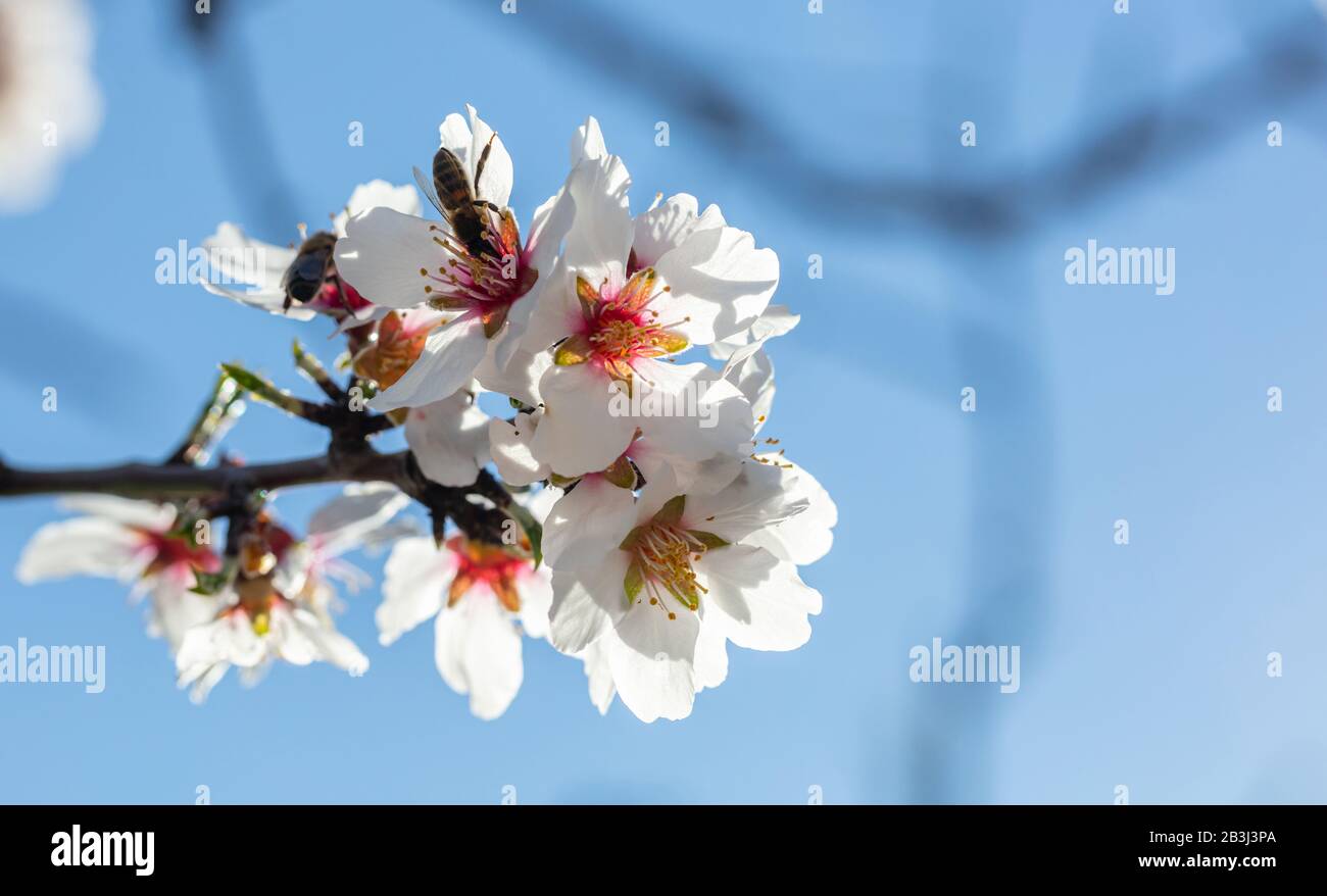 Printemps. Abeille de miel qui rassemble du pollen des fleurs d'amandiers, fond bleu ciel, espace de copie Banque D'Images