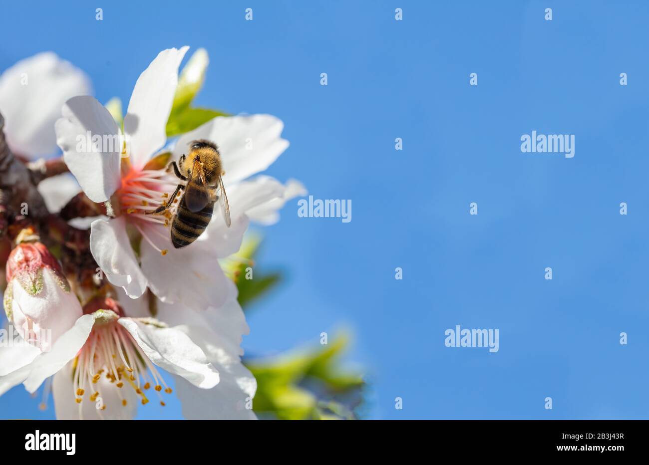 Printemps. Abeille de miel qui rassemble du pollen des fleurs d'amandiers, fond bleu ciel, espace de copie Banque D'Images
