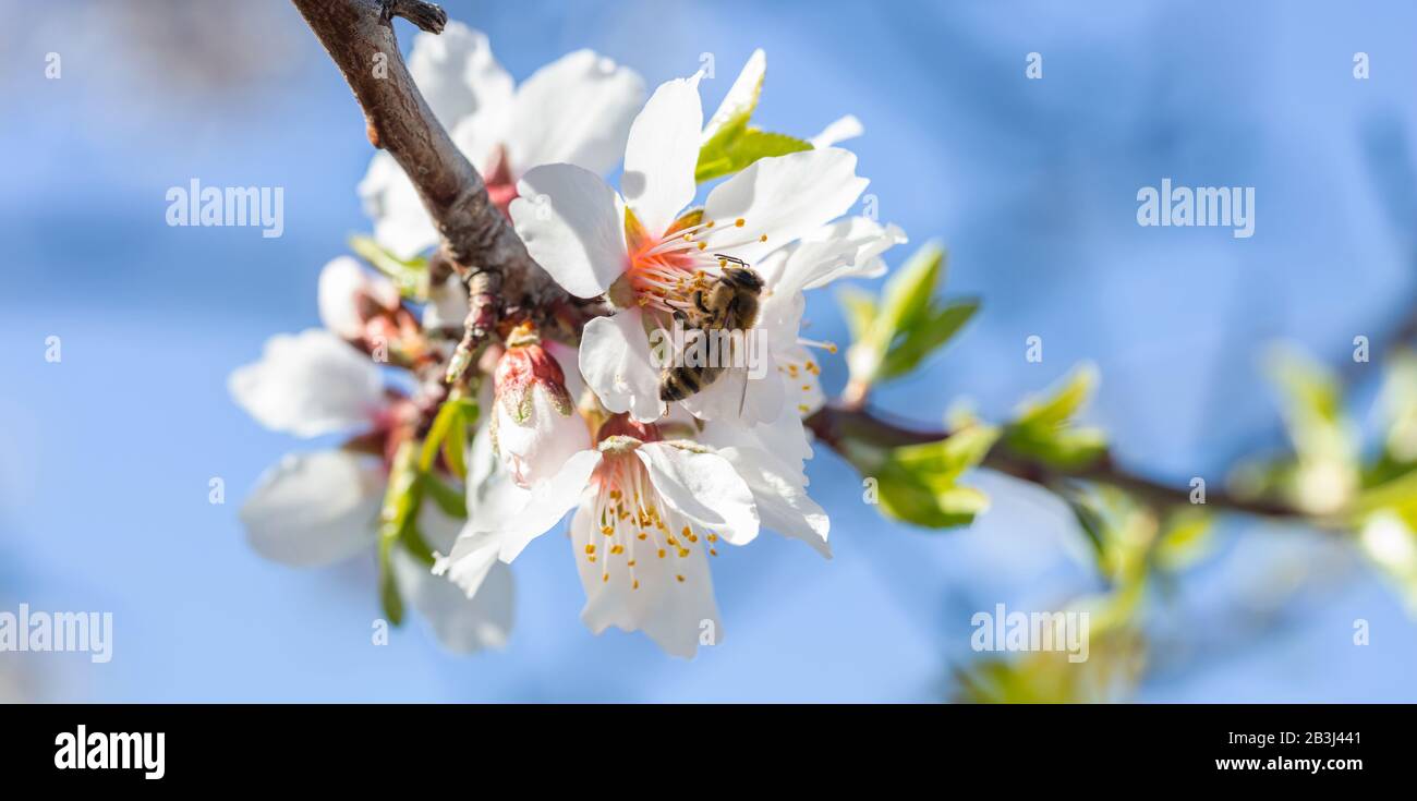 Printemps. Abeille de miel qui rassemble du pollen des fleurs d'amandiers, fond bleu du ciel, bannière, macro Banque D'Images
