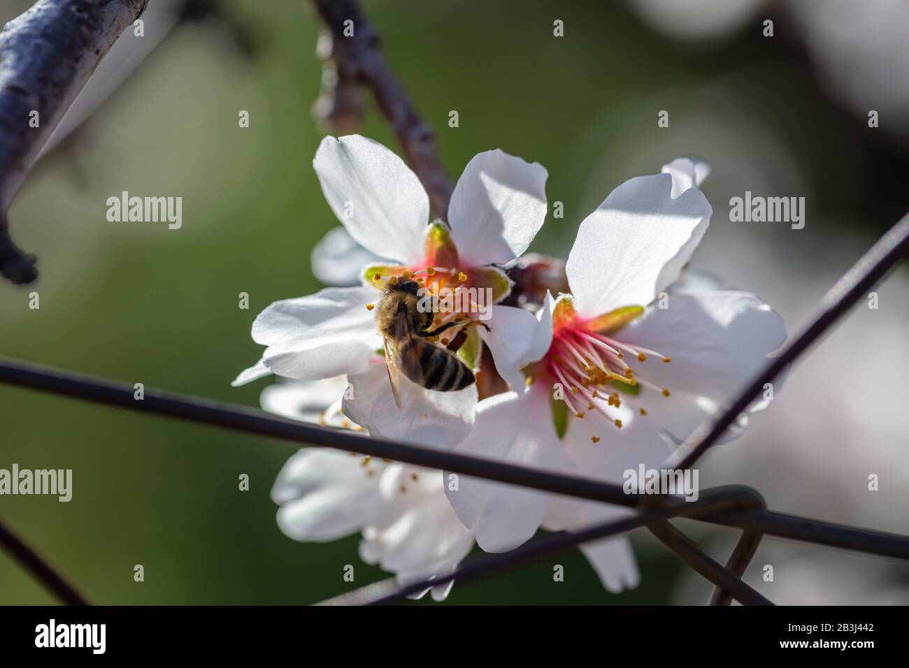 Printemps. Abeille de miel qui recueille du pollen des fleurs d'amandiers, flou vert nature fond Banque D'Images