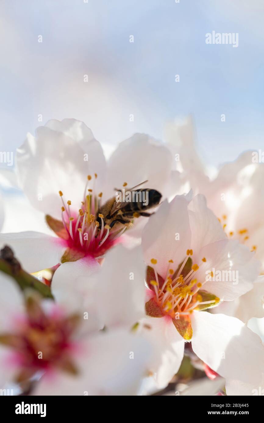 Pollinisation au printemps. Abeille de miel qui rassemble du pollen des fleurs d'amandiers, vue rapprochée Banque D'Images