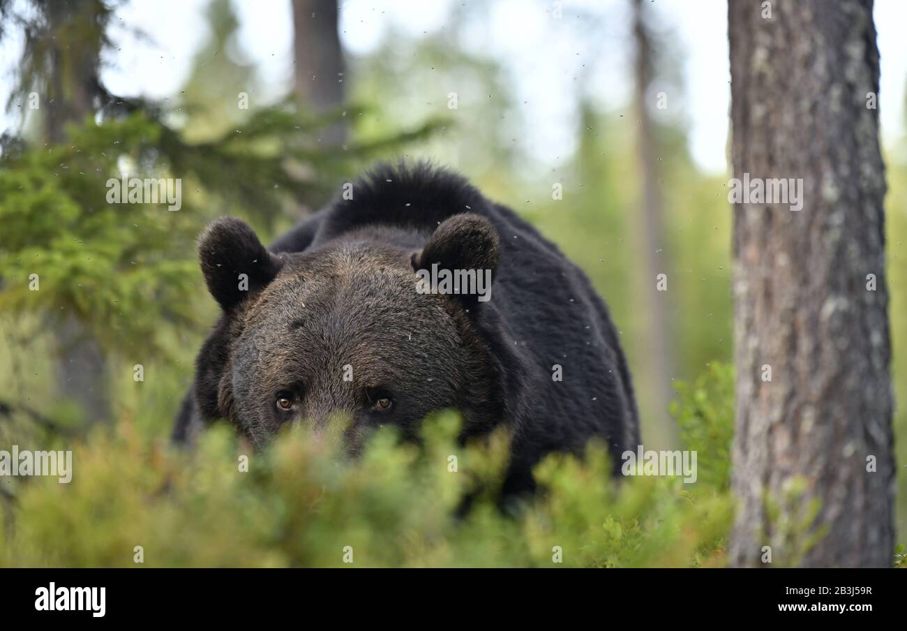 Gros portrait de l'ours brun dans la forêt d'été. Forêt verte fond naturel. Nom scientifique: Ursus arctos. Habitat naturel. Saison estivale. Banque D'Images