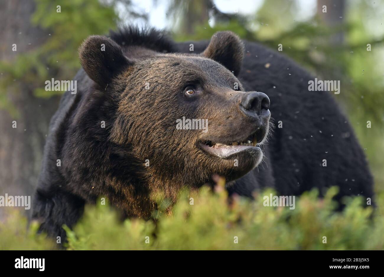 Gros portrait de l'ours brun à bouche ouverte dans la forêt d'été. Vue de face. Forêt verte fond naturel. Nom scientifique: Ursus arctos. Ntu Banque D'Images