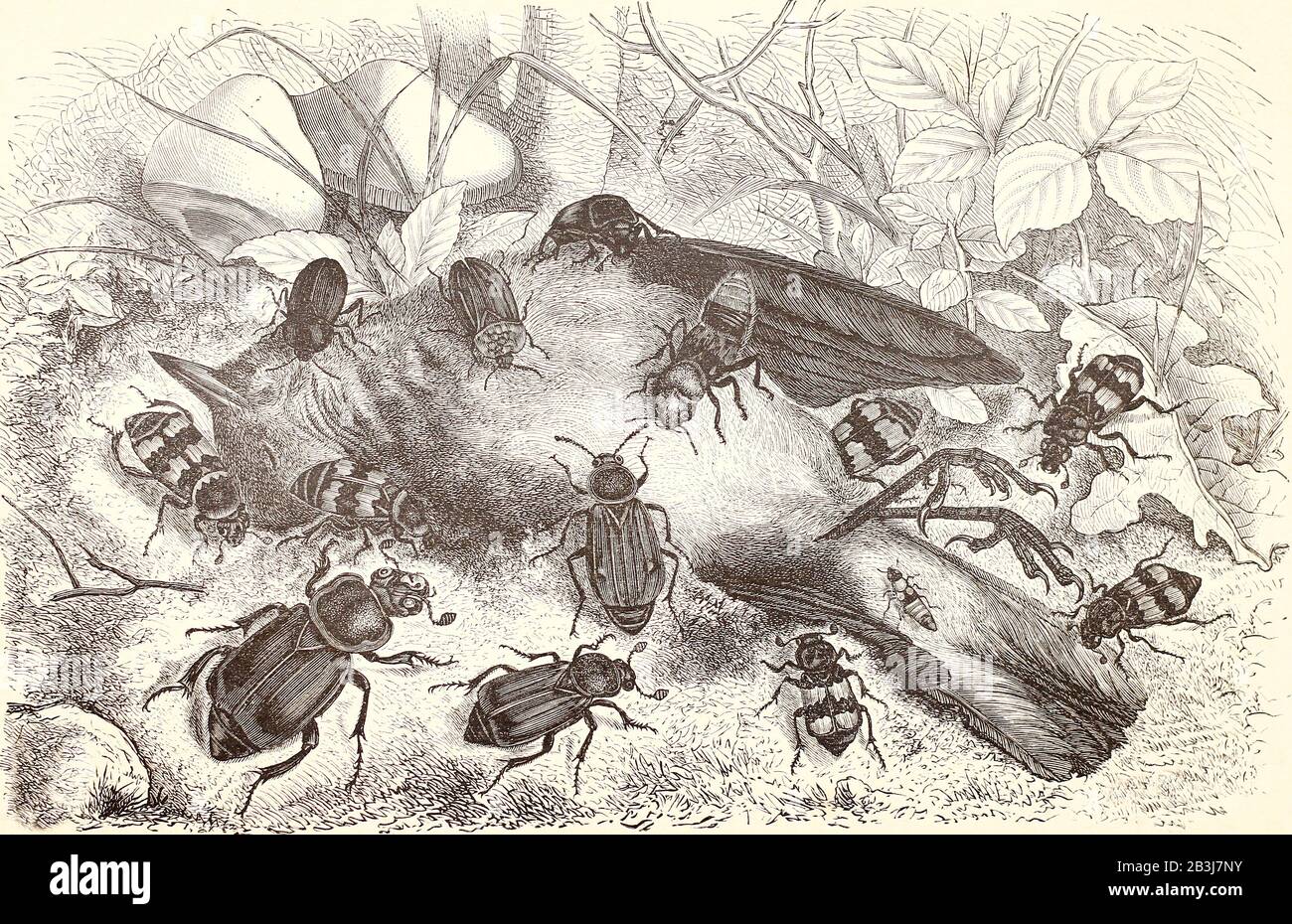 Les coléoptères des familles des carnivores (Silphidae) et des prédateurs (Staphylinidae) mangent le corps d'un oiseau mort. Gravure du XIXe siècle. Banque D'Images