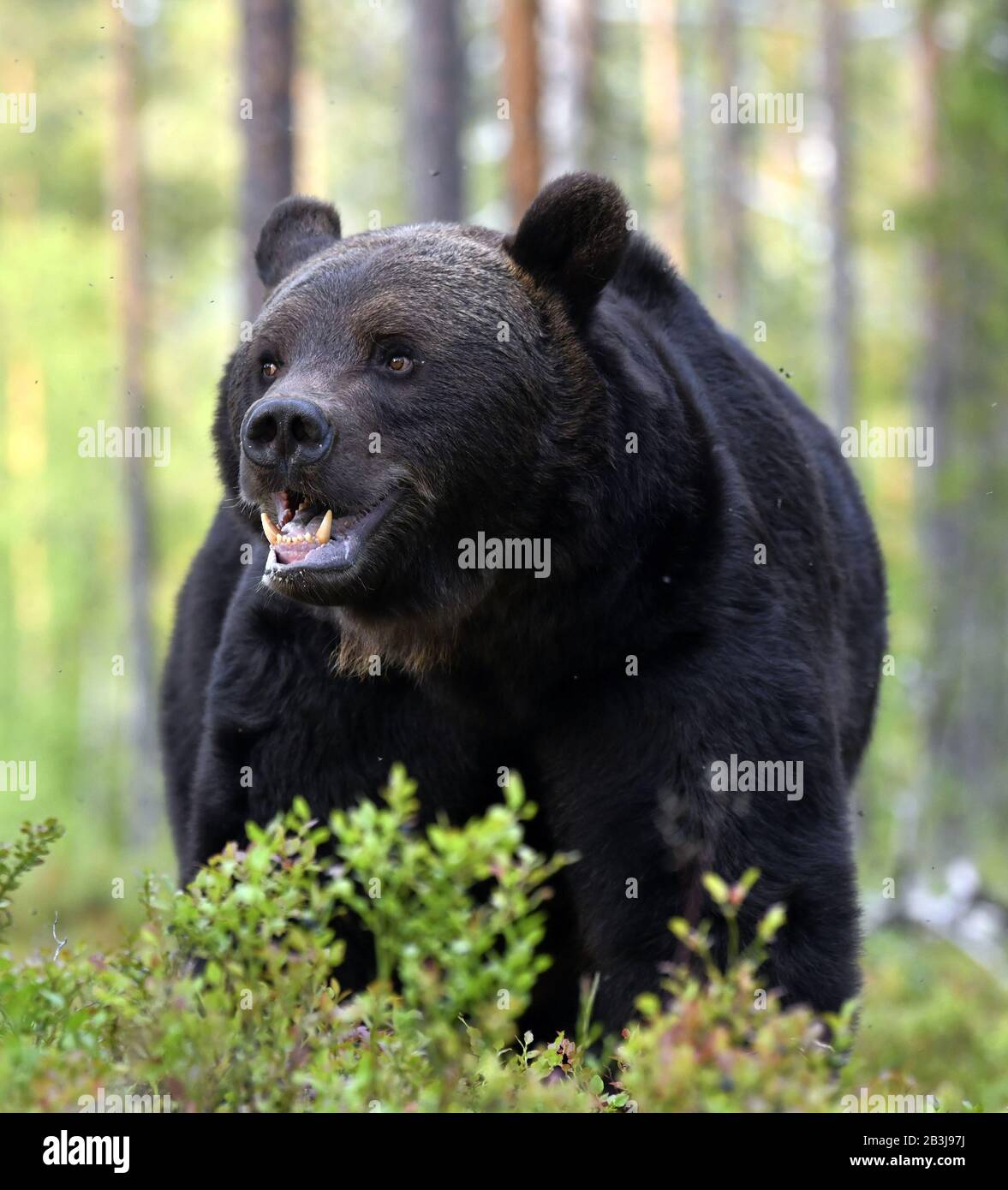 Gros portrait de l'ours brun à bouche ouverte dans la forêt d'été. Vue de face. Forêt verte fond naturel. Nom scientifique: Ursus arctos. Ntu Banque D'Images