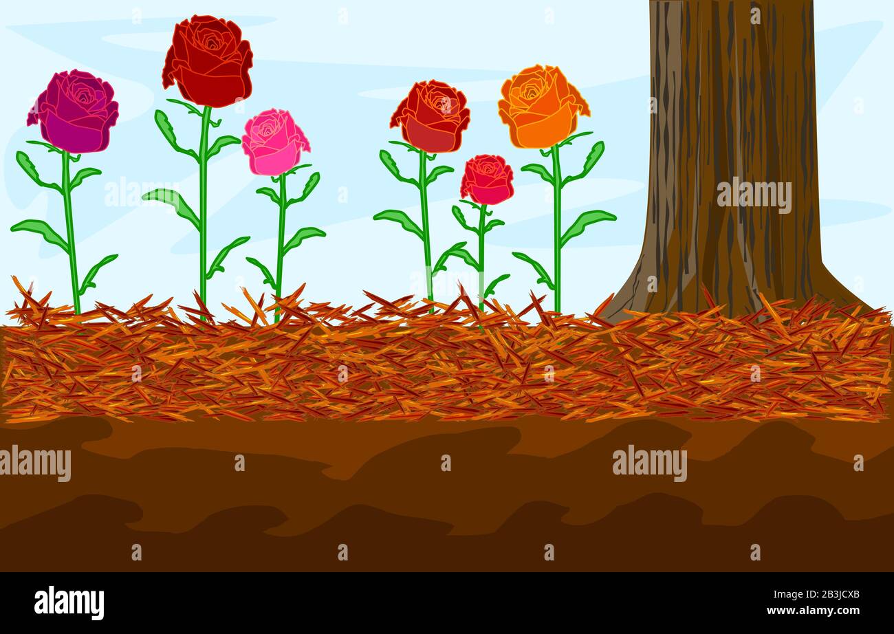 Concept de jardinage de paillis avec roses, paillis rouge et arbre. Paillis à motif paysage. Broyage pour finition décorative, protection du sol. Illustration vectorielle Illustration de Vecteur