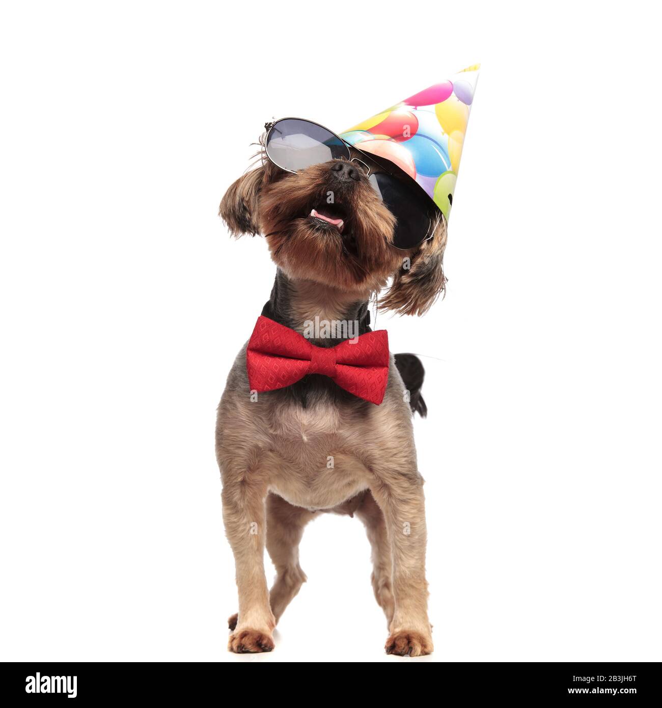 Joyeux Anniversaire Yorkshire Terrier Wearing Hat Photo Stock Alamy Joyeux Anniversaire Yorkshire Terrier Wearing Hat Photo Stock Alamy