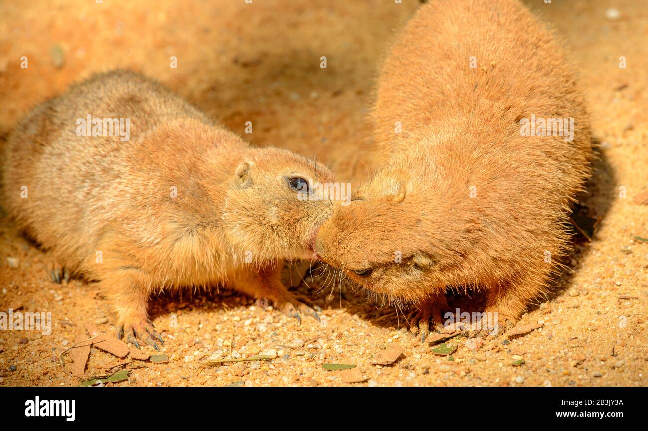 deux chiens de prairie baisers sur le terrain dans le zoo de prague Banque D'Images