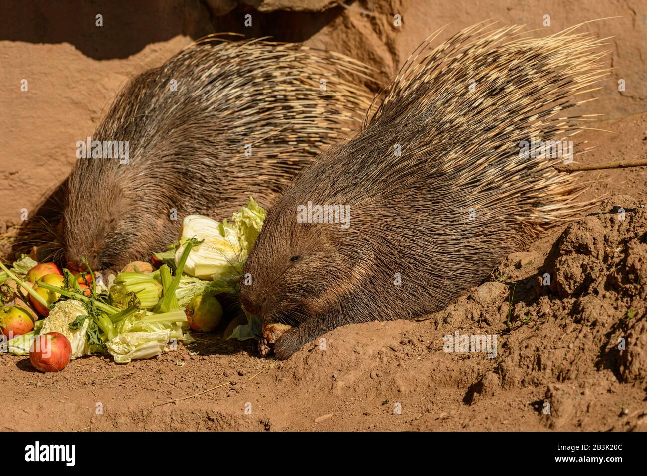 deux porcupins mangeant des légumes dans le zoo pilsen Banque D'Images