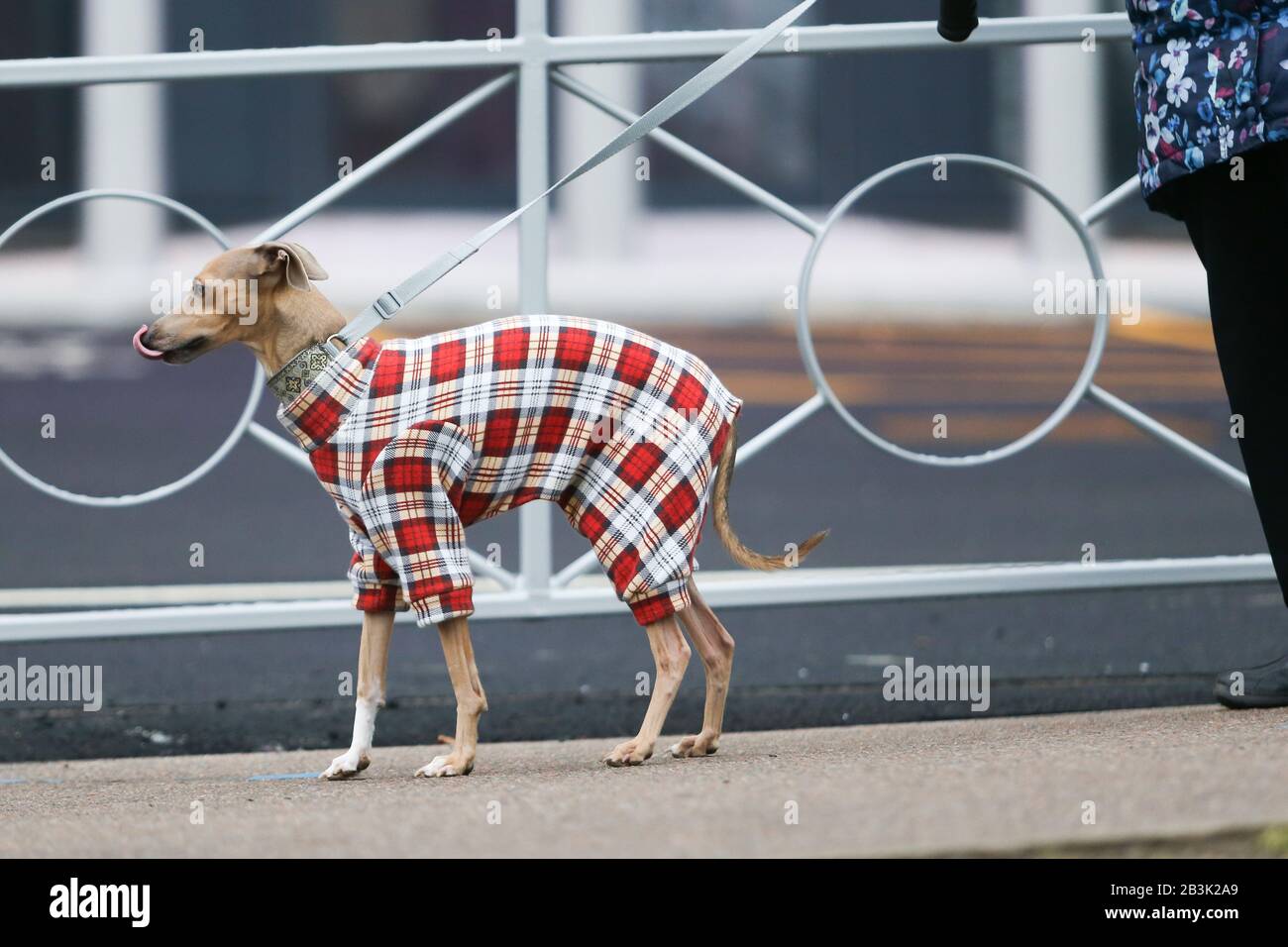 Birmingham, Royaume-Uni. 5 mars 2020. NEC Birmingham, Royaume-Uni. Les chiens et leurs propriétaires descendent au spectacle NEC Crufts 2020 pour les catégories Day One - Utility et Toy. Crédit: Peter Loppeman/Alay Live News Banque D'Images