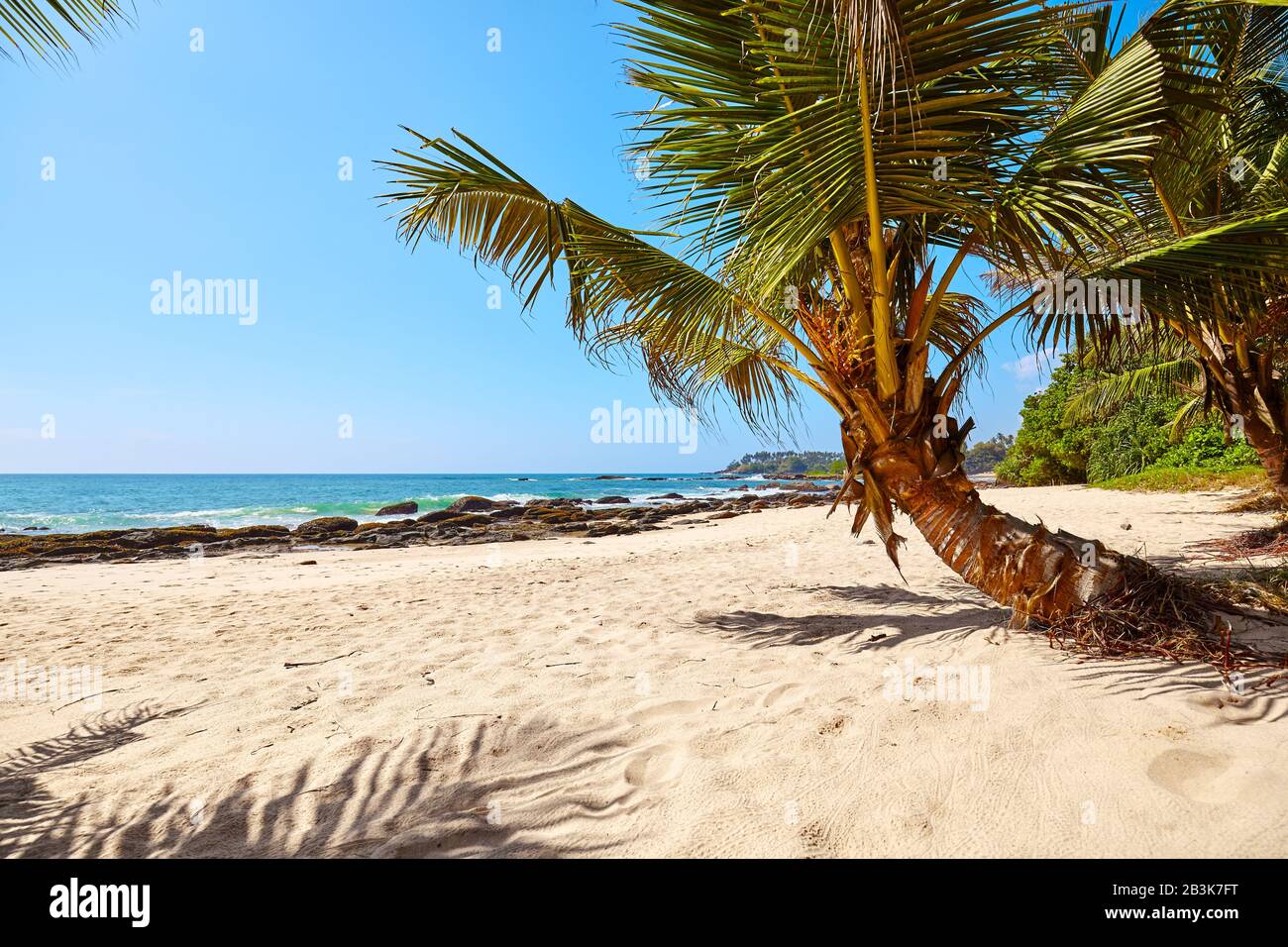 Palmier sur une plage tropicale, concept de vacances d'été, Sri Lanka. Banque D'Images