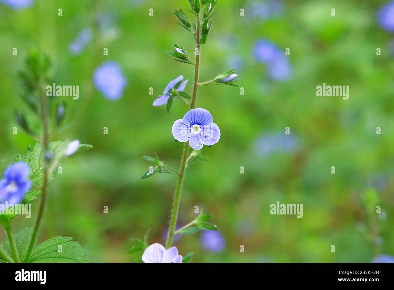 Myosotis gros plan sur fond vert flou. Herbes fleuries dans un pré sauvage de printemps. Forget-me-not Myosotis scorpioides est en pleine floraison. Banque D'Images