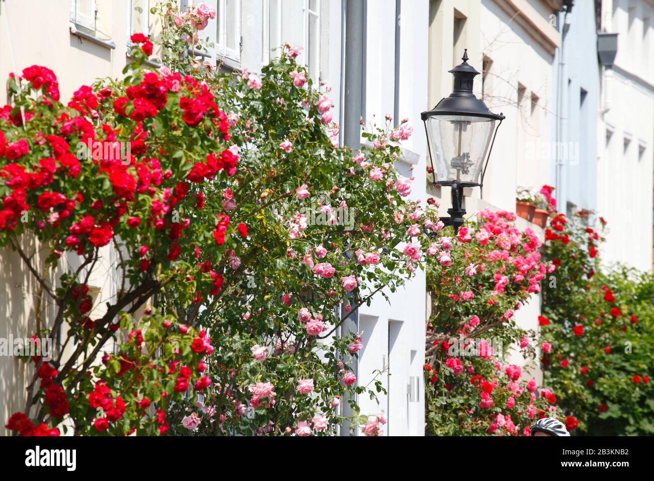 Roses grimpantes avec lanterne, rue An der Mauer, vieille ville, Lübeck, Schleswig-Holstein, Allemagne, Europe Banque D'Images