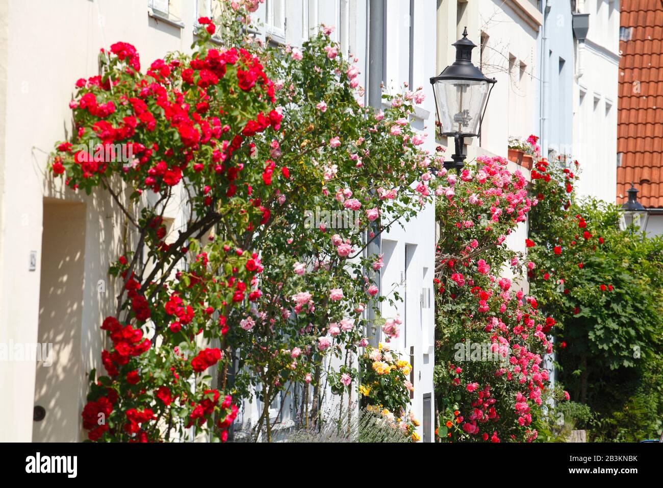 Roses grimpantes avec lanterne, rue An der Mauer, vieille ville, Lübeck, Schleswig-Holstein, Allemagne, Europe Banque D'Images