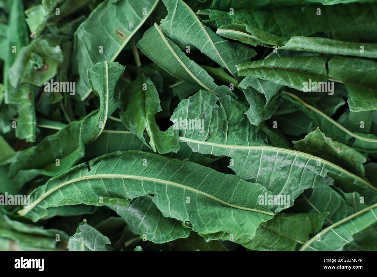 Gros plan - collection de feuilles de thé vert séché .vue du dessus. Photo macro. Banque D'Images