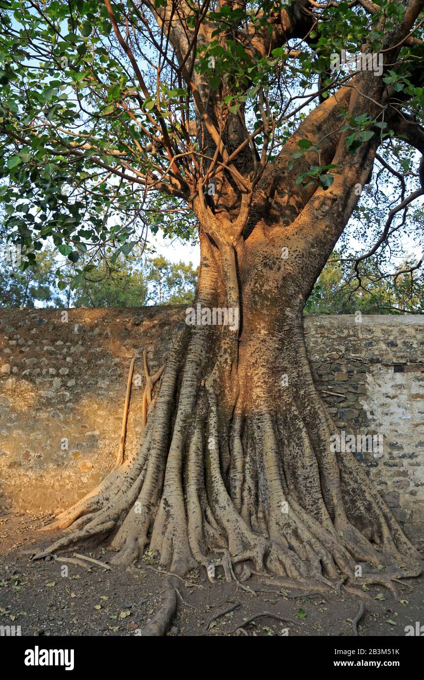 Racines Banyan Tree couvrant un mur au Fasildes Bath Gondar Ethiopie Banque D'Images