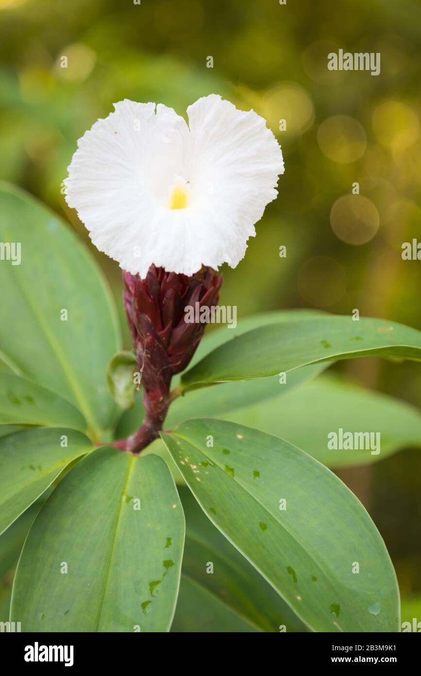 Gingembre en spirale, jardin Ginger, jardins botaniques de Singapour Banque D'Images