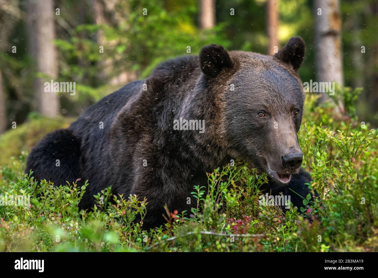 Mâle adulte d'ours brun dans la forêt. Nom scientifique: Ursus arctos. Habitat naturel. Banque D'Images