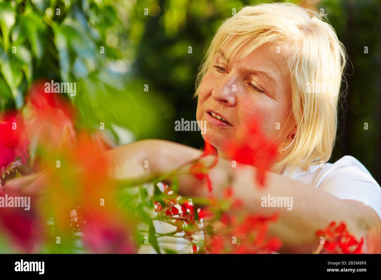 La vieille femme est jardinage dans le jardin en été Banque D'Images