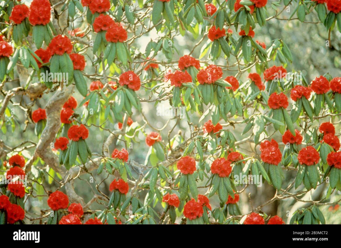 Orchid , (Rhododendron de sang géant) mur de Rhododendron barbatum, Inde, Asie Banque D'Images